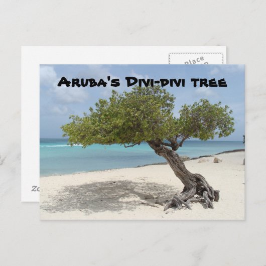 Aruba's briefkaart van de Divi-divi-boom (Voorkant / Achterkant)