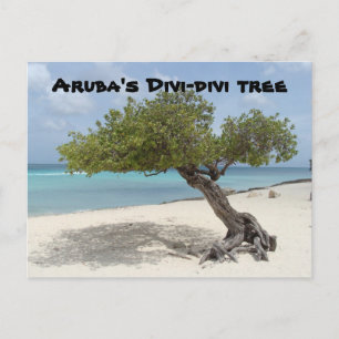 Aruba's briefkaart van de Divi-divi-boom