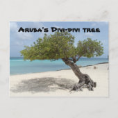 Aruba's briefkaart van de Divi-divi-boom (Voorkant)