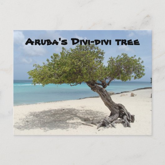 Aruba's briefkaart van de Divi-divi-boom (Voorkant)