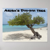 Aruba's poster van de Divi-divi-boom (Voorkant)