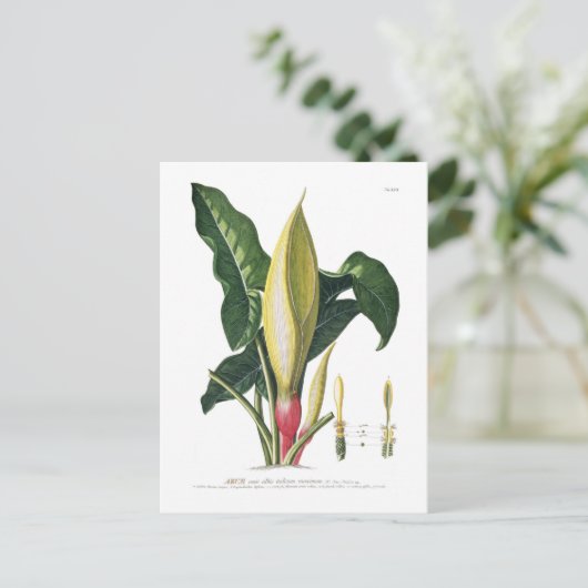 Arum lily briefkaart (Staand voorkant)