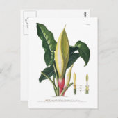 Arum lily briefkaart (Voorkant / Achterkant)