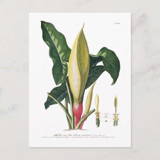 Arum lily briefkaart (Voorkant)