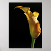 Arum Lily Poster (Voorkant)