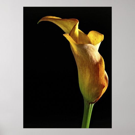 Arum Lily Poster (Voorkant)