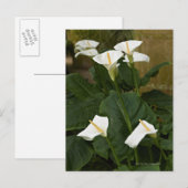 Arum of calla lelies, Zantedeschia aethiopica, Briefkaart (Voorkant / Achterkant)