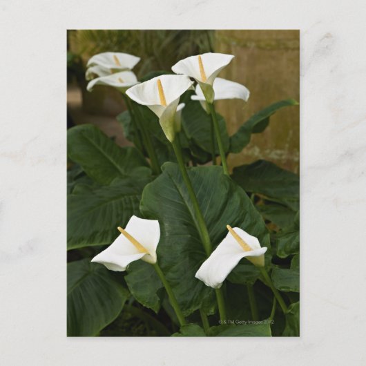 Arum of calla lelies, Zantedeschia aethiopica, Briefkaart (Voorkant)