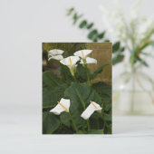 Arum of calla lelies, Zantedeschia aethiopica, Briefkaart (Staand voorkant)