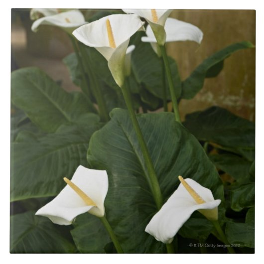 Arum of calla lilies, Zantedeschia aethiopica Tegeltje (Voorkant)