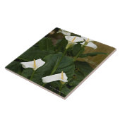 Arum of calla lilies, Zantedeschia aethiopica Tegeltje (Zijkant)