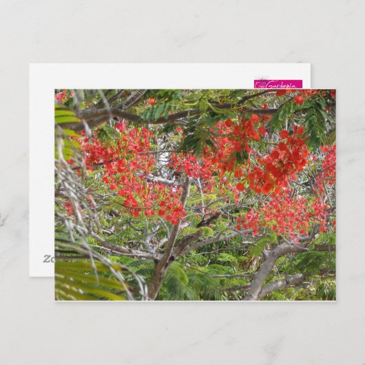 Arvore Briefkaart (Voorkant / Achterkant)