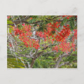 Arvore Briefkaart (Voorkant)