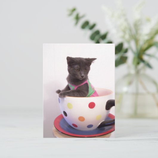 arys kitten briefkaart (Staand voorkant)