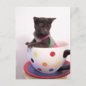 arys kitten briefkaart (Voorkant)