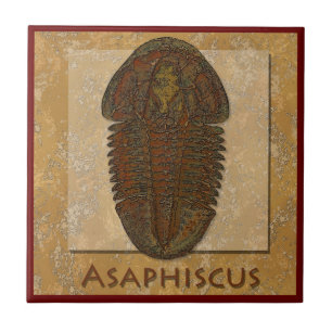 Asaphiscus Fossil Trilobite Tegeltje