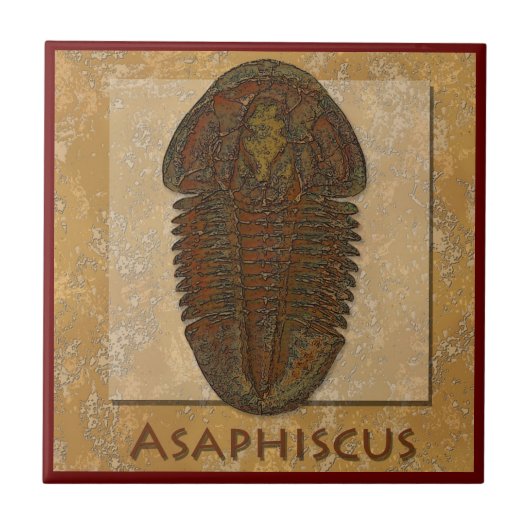 Asaphiscus Fossil Trilobite Tegeltje (Voorkant)