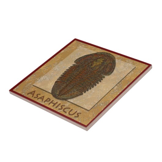Asaphiscus Fossil Trilobite Tegeltje (Zijkant)