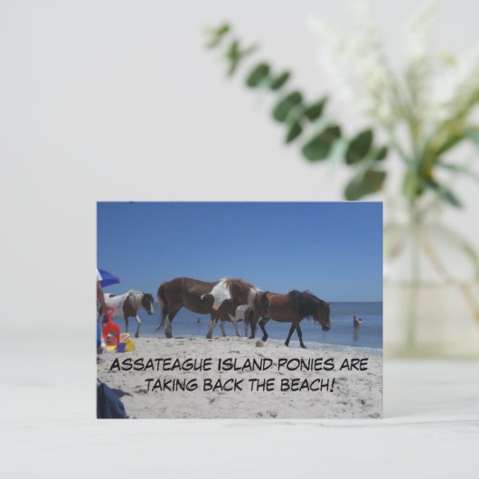 Asateague Island Ponies nemen het strand terug Briefkaart (Staand voorkant)