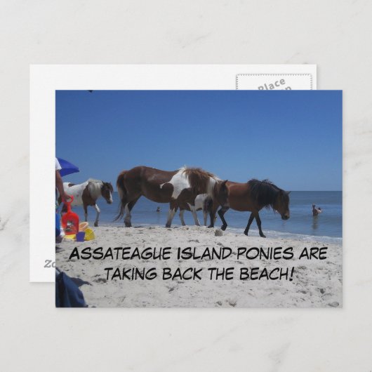 Asateague Island Ponies nemen het strand terug Briefkaart (Voorkant / Achterkant)