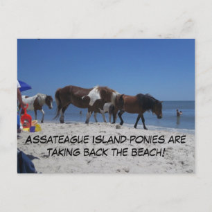 Asateague Island Ponies nemen het strand terug Briefkaart