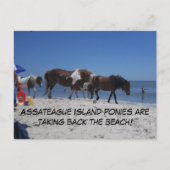 Asateague Island Ponies nemen het strand terug Briefkaart (Voorkant)