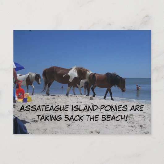Asateague Island Ponies nemen het strand terug Briefkaart (Voorkant)