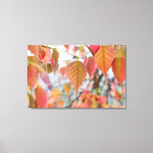 Asathu Plant Baby Leaves Load buddha Canvas Afdruk (Voorkant)