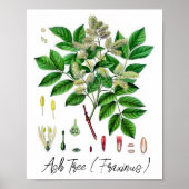 Asboom  botanische illustratie poster (Voorkant)