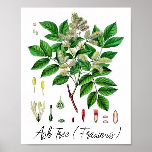 Asboom  botanische illustratie poster (Voorkant)