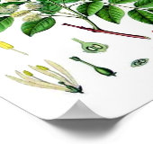 Asboom botanische illustratie poster (Hoek)