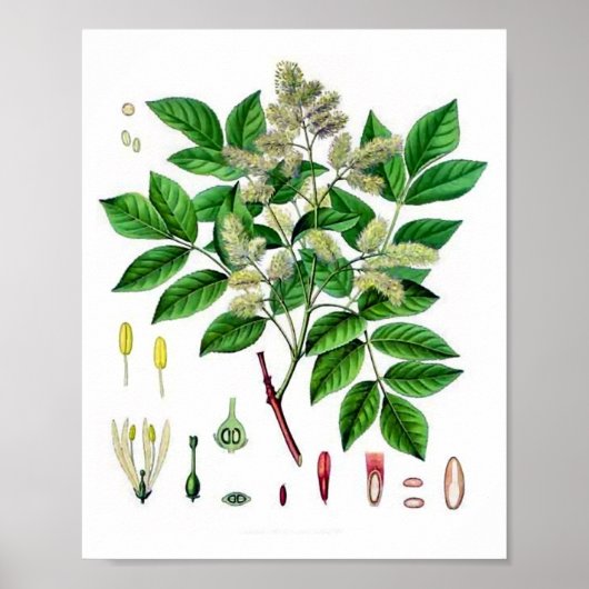 Asboom botanische illustratie poster (Voorkant)
