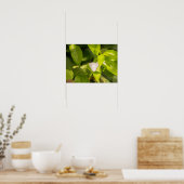 Ascia_02 Poster (Keuken)