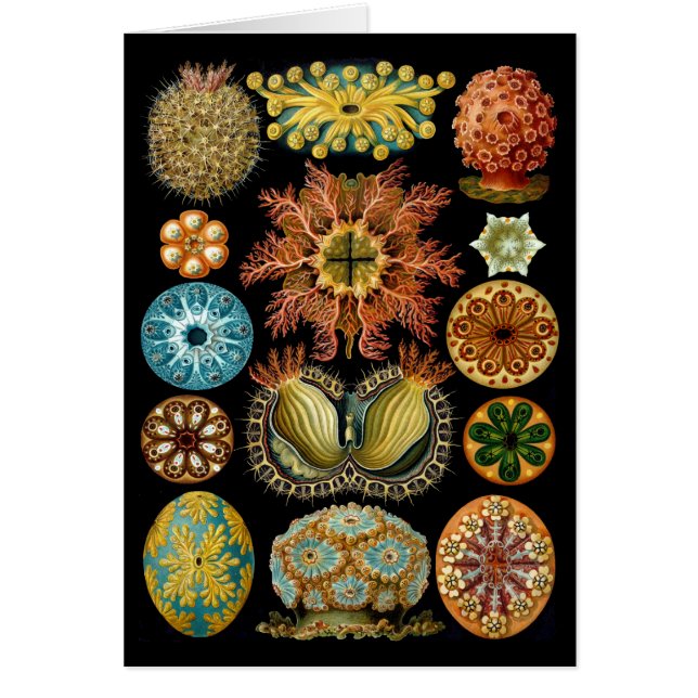 Ascidiacea (Voorkant)