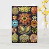 Ascidiacea, Birthday Kaart (Gele Bloem)