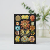 Ascidiacea Briefkaart (Staand voorkant)