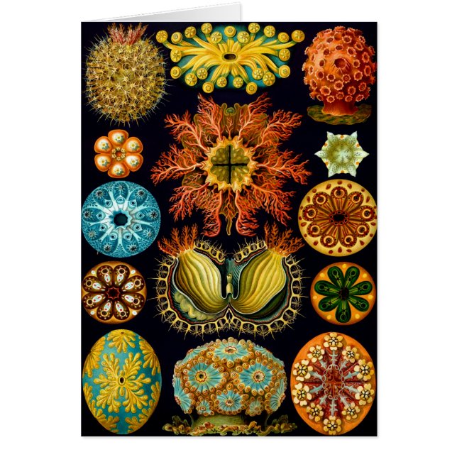 Ascidiacea (Zeeen vierkant), Ernst Haeckel Fine Ar (Voorkant)