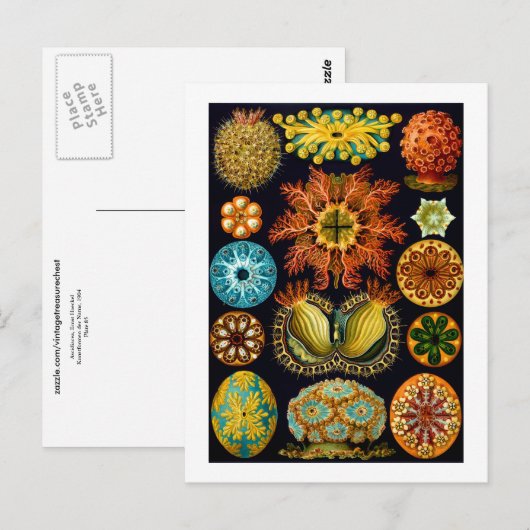 Ascidiacea (Zeeen vierkant), Ernst Haeckel Fine Ar Briefkaart (Voorkant / Achterkant)