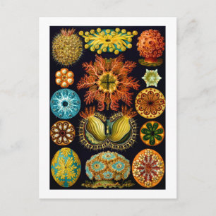 Ascidiacea (Zeeen vierkant), Ernst Haeckel Fine Ar Briefkaart