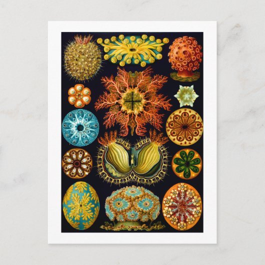 Ascidiacea (Zeeen vierkant), Ernst Haeckel Fine Ar Briefkaart (Voorkant)