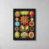 Ascidiacea (Zeeen vierkant), Ernst Haeckel Fine Ar Canvas Afdruk (Voorkant)