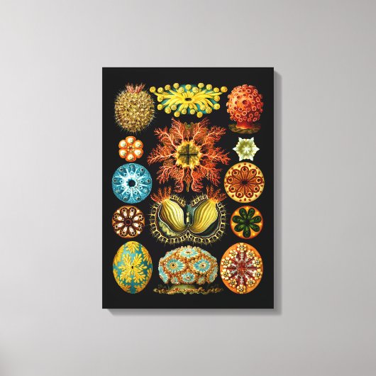 Ascidiacea (Zeeen vierkant), Ernst Haeckel Fine Ar Canvas Afdruk (Voorkant)