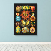 Ascidiacea (Zeeen vierkant), Ernst Haeckel Fine Ar Canvas Afdruk (Insitu (Houten vloer))