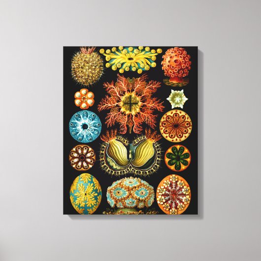 Ascidiacea (Zeeen vierkant), Ernst Haeckel Fine Ar Canvas Afdruk (Voorkant)