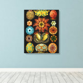Ascidiacea (Zeeen vierkant), Ernst Haeckel Fine Ar Canvas Afdruk (Insitu (Houten vloer))