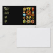 Ascidiacea (Zeeen vierkant), Ernst Haeckel Fine Ar Visitekaartje (Voorkant / Achterkant)