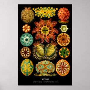 Ascidiae - Bord 85 - Kunstformen der Natur Poster