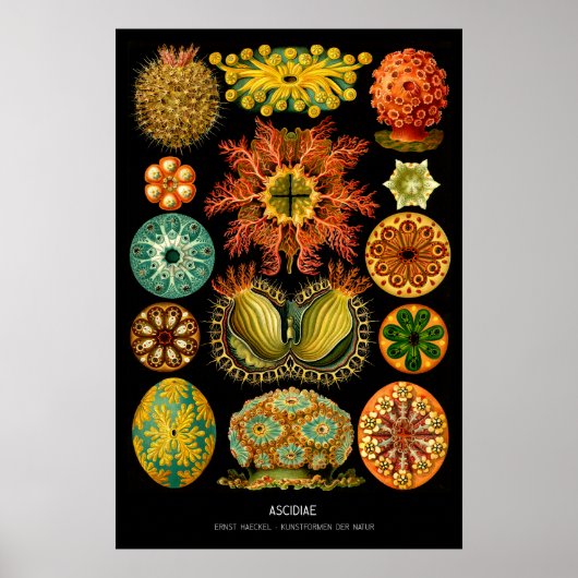 Ascidiae - Bord 85 - Kunstformen der Natur Poster (Voorkant)