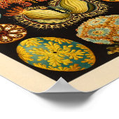 Ascidiae Color Ernst Haeckel Art Print (Hoek)