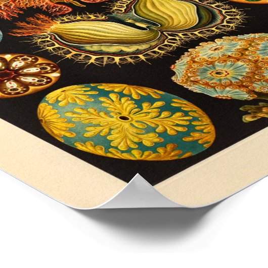  Ascidiae Color Ernst Haeckel Art Print (Hoek)